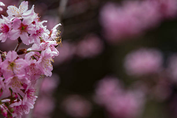 Fleurs de cerisier à Sao Paulo - Photo