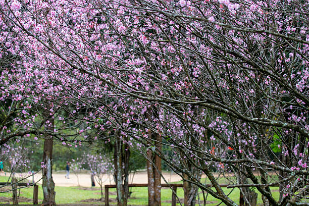 Cerezos en flor en Sao Paulo - foto de stock