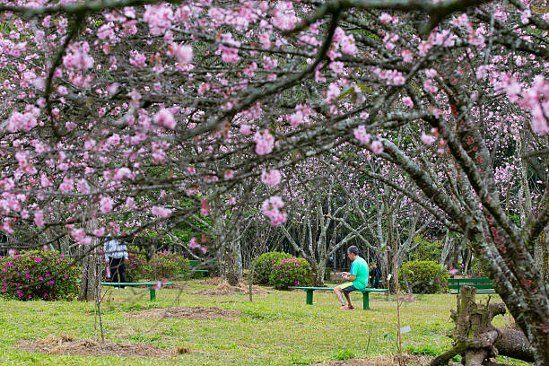 Cerezos en flor en Sao Paulo - foto de stock