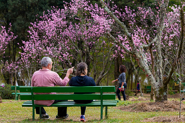 Fiori di ciliegio a San Paolo - foto stock