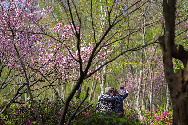 Fleurs de cerisier à Sao Paulo - Photo