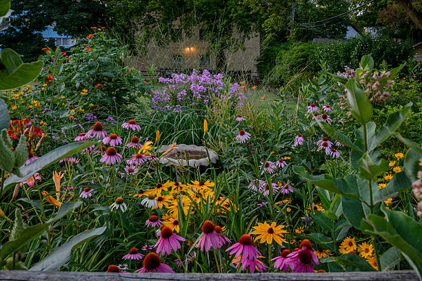 Perennials garden. Birdbath in the midst of a perennials garden in Evanston IL. molinia caerulea stock pictures, royalty-free photos & images