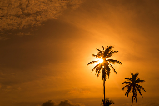 Sun setting behind coconut palm trees.