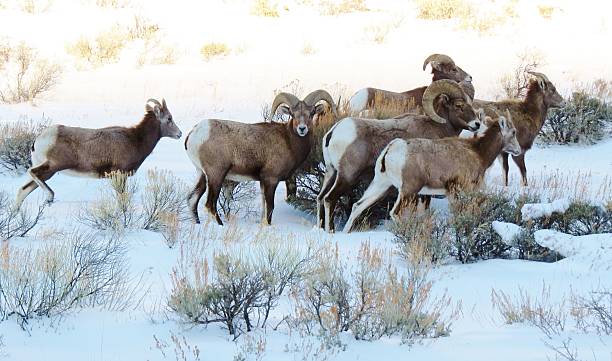 istock Bighorn Sheep in Snow 587787844