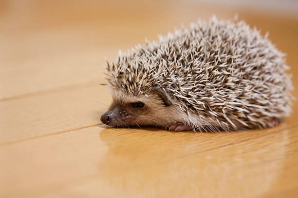 istock Life of hedgehog 587789226