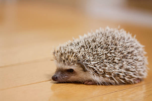 istock Life of hedgehog 587789234