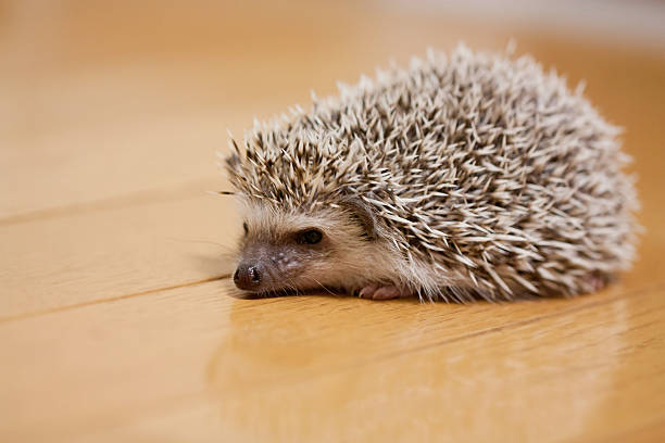 istock Life of hedgehog 587789252