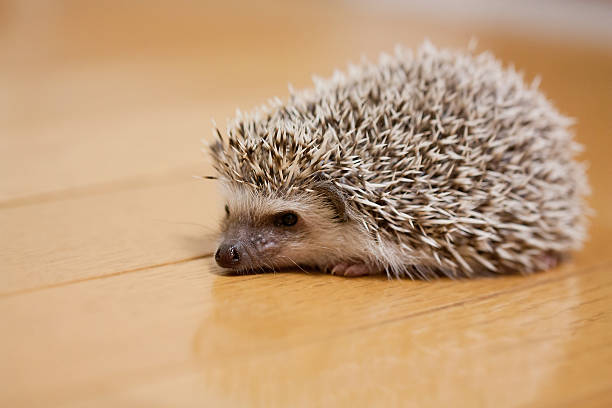 istock Life of hedgehog 587789270