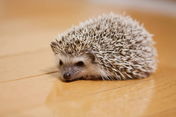 istock Life of hedgehog 587789282