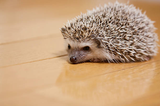 istock Life of hedgehog 587789296