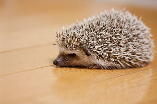istock Life of hedgehog 587789304
