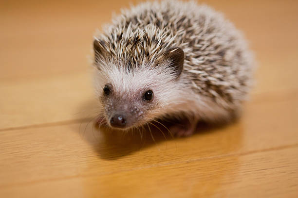 istock Life of hedgehog 587789330