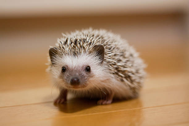 istock Life of hedgehog 587789334
