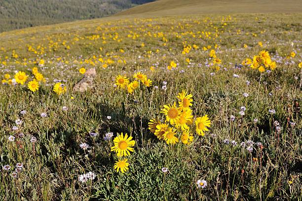 Alpine Sunflowers on Elliot Ridge Alpine Sunflowers on Elliot Ridge at Meridian Peak in the Eagles Nest Wilderness, Colorado alpine hulsea photos stock pictures, royalty-free photos & images