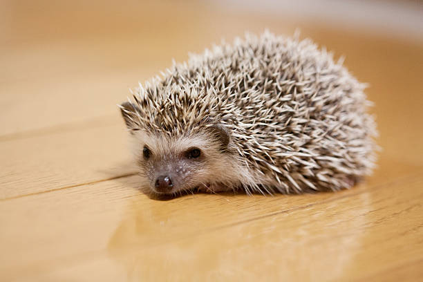 Life of hedgehog