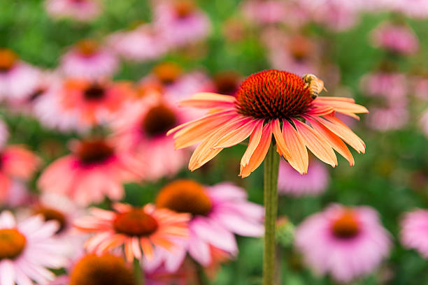 istock NYC High Line Park Vibrant Summer Echinacea Flowers 587790576