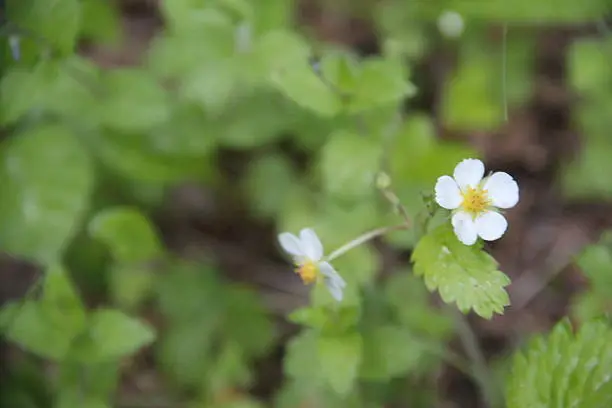 Wild strawberry flowers and leaves in a forest.