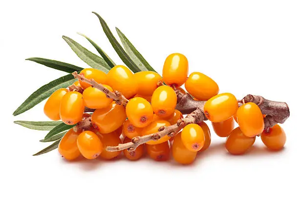 Branch of sea buckthorn berries with leaves. Clipping paths, shadow separated, infinite depth of field. Design elements