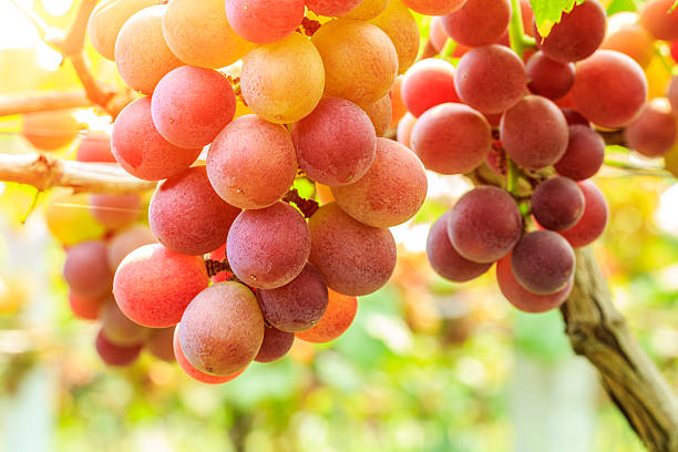 istock Ripe grapes in the vineyard 587793832