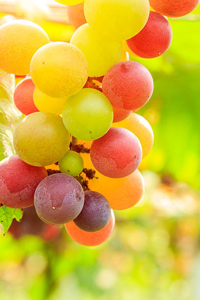 istock Ripe grapes in the vineyard 587793918