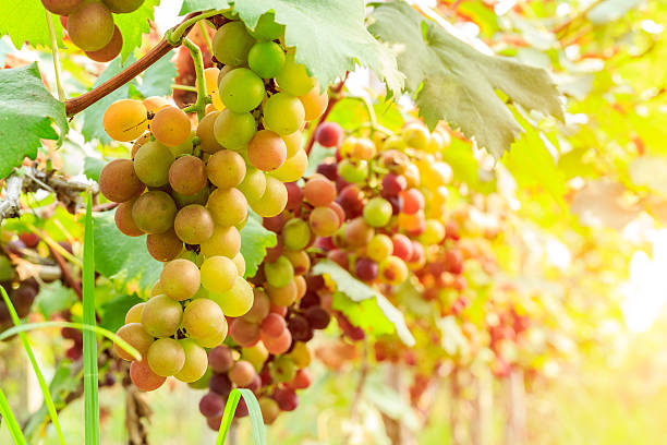 istock Ripe grapes in the vineyard 587794256