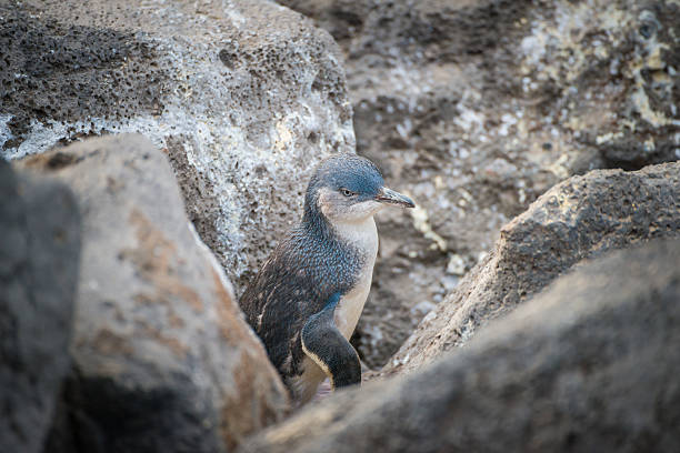 istock Fairy penguin the smallest penguin in the world. 587795030
