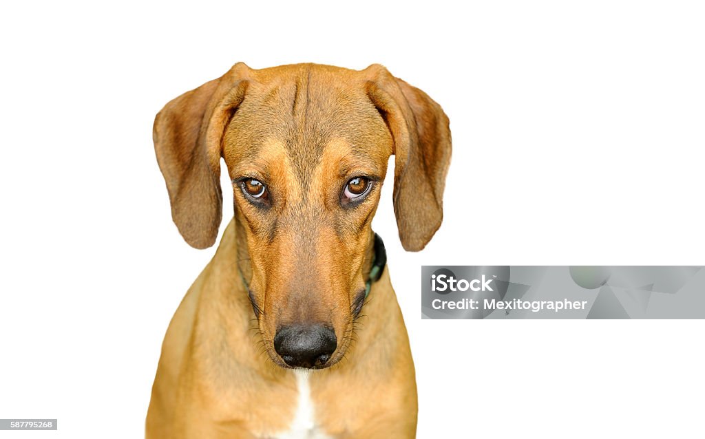 Dog Looking Isolated on White Dog looking isolated on white is a beautiful dog staring with very intense eyes looking straight up at you. Dog Stock Photo
