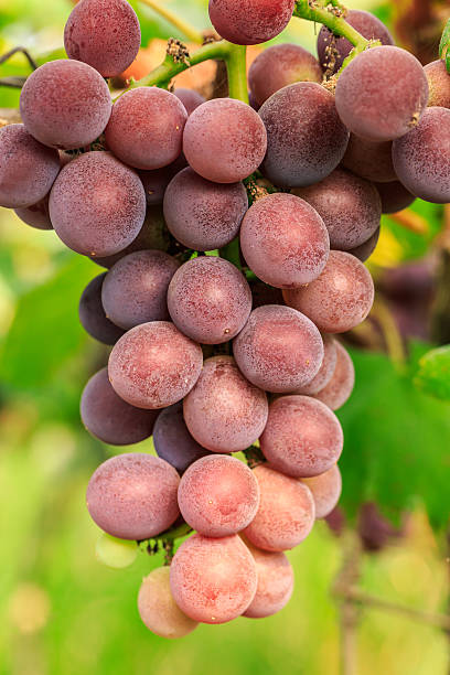 istock Ripe grapes in the vineyard 587795312