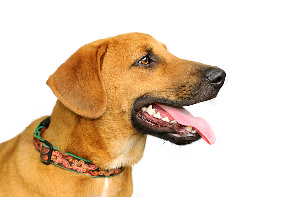 istock Happy Dog Isolated on White 587795322