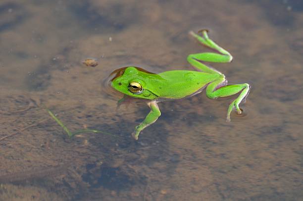 istock Rhacophorus schlegelii 587795398