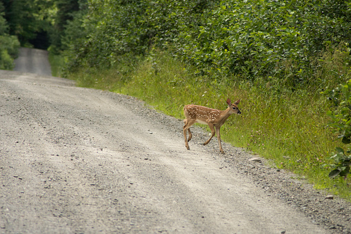 A cute fawn crosses the road.,