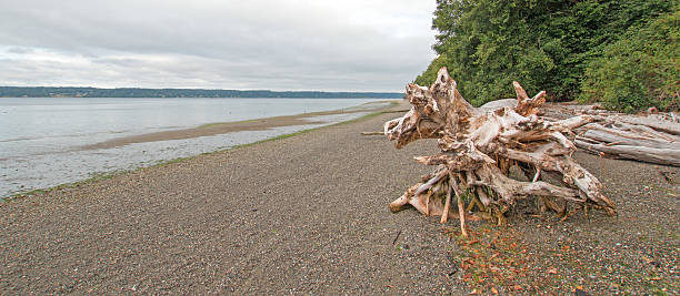 istock Joemma Beach State Park deadwood tree trunk 587796732