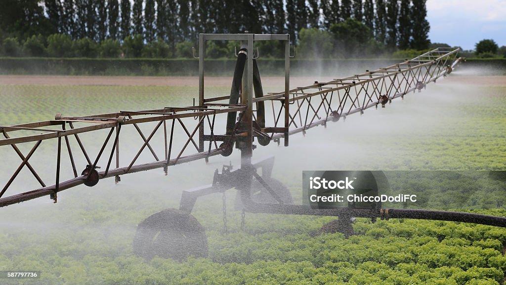 automatic irrigation system of a lettuce field in summer automatic irrigation system of a cultivated field of green lettuce in summer Accidents and Disasters Stock Photo