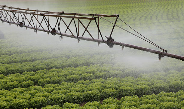 istock automatic irrigation system of a lettuce field in summer 587797866