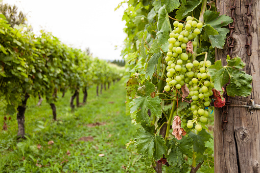 Close-up of a bunch of green grapes in a vineyard