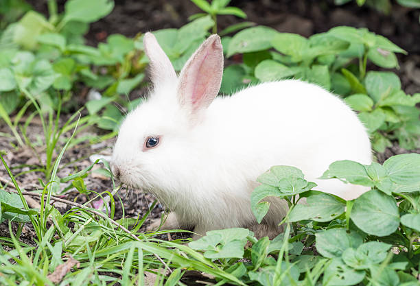 istock White Rabbit lying down on the ground with Green Grass. 587799136