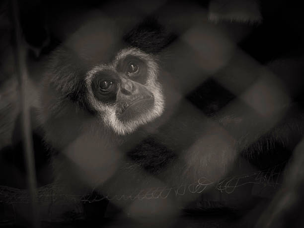 istock Dark Tone Black Gibbon in The Zoo Cage Expressing Sadness. 587799576