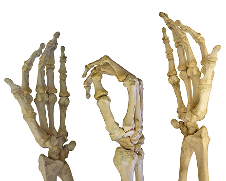 human hands skeleton isolated on white background