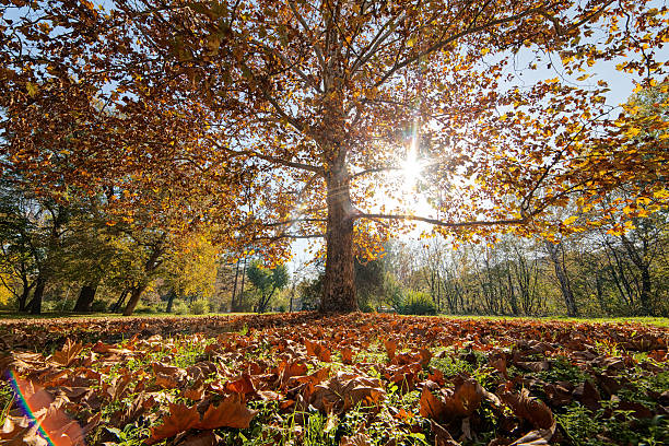 istock Colorful autumn in the park 587800222