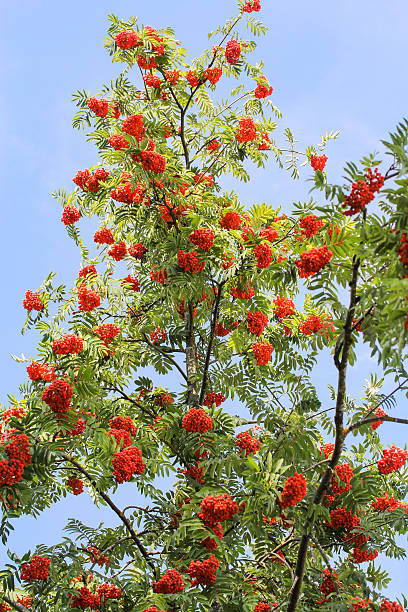 istock Bunches of ripe mountain ash. 587800526