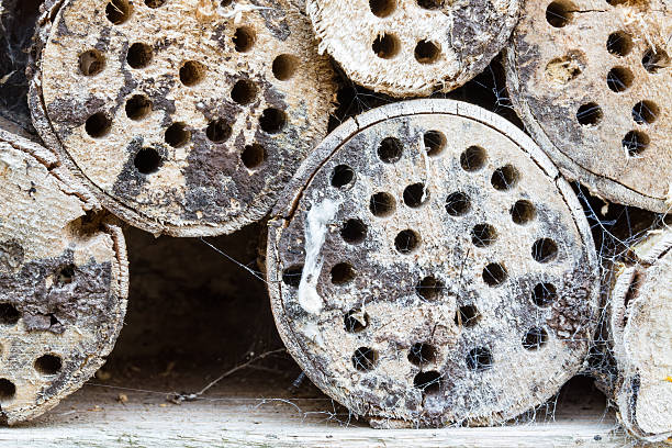 Wooden trunks with insects hotel and spiderwebs