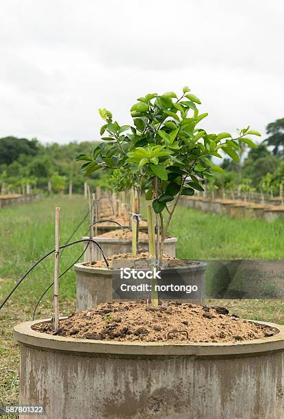 Lemon Trees Plantationgrowing Lemon Stock Photo - Download Image Now - Citrus Fruit, Farm, Food