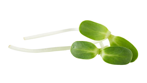 istock green young sunflower sprouts isolated on white background 587801336