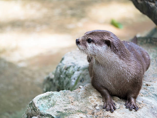 istock Otter Sitting on Stone Looking to the Left. 587801970