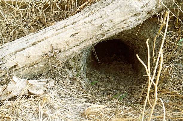 istock Animal hole on garden, vintage light style 587802650
