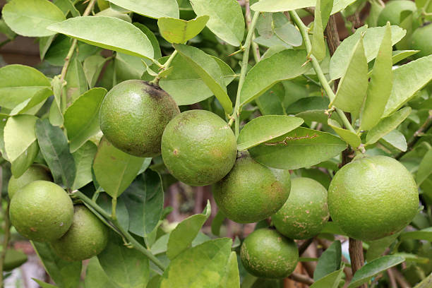 istock Lemon tree planted in the garden 587802840