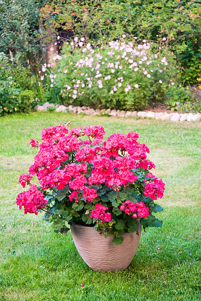 istock Many blooming pink pelargonia flowers 587804706