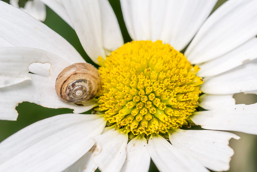 Snail on white daisy flower which has been partially eaten and damaged