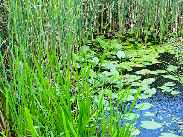 istock Green reed in a swamp 587810206