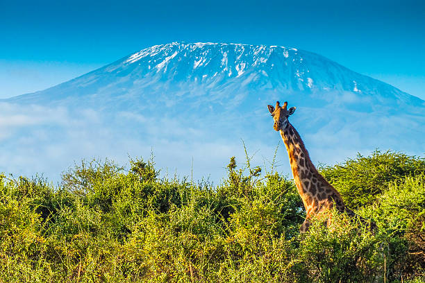 giraffa nella savana  - parco nazionale del serengeti foto e immagini stock